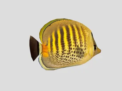 Butterflyfish Low-poly 3D model