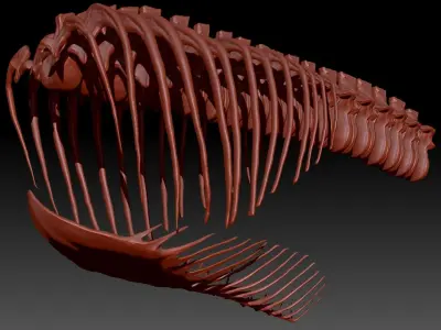 Dinosaur Giganotosaurus Rib Set Skeletons 3D model