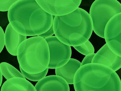 Leech Blood Cells In Segment 3D model