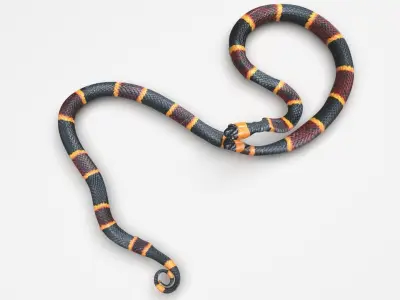 Coral Snake 3D model