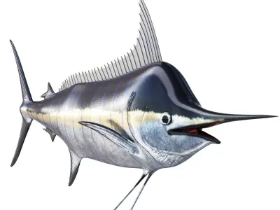 Marlin fish 3D model