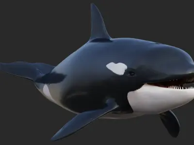 Killer Whale Animated 8K Low-poly 3D model