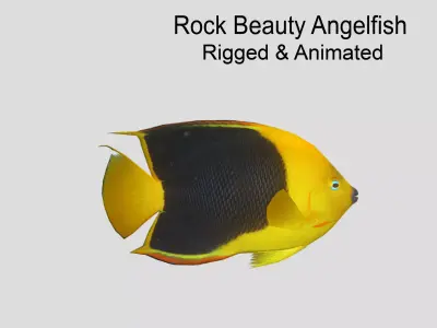  Angelfish rock Low-poly 3D model