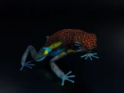 Arrow Frog rigged VR AR low-poly 3d model Free low-poly 3D model