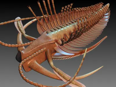 Marrella splendens 3D model