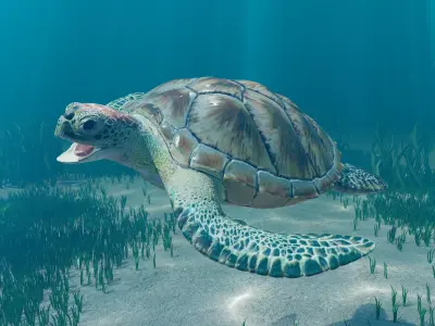 Rigged Green Sea Turtle 3D model