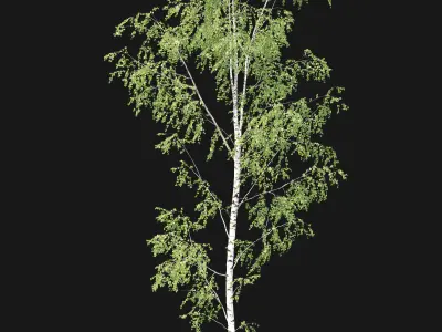Birch forest part 10 3D model