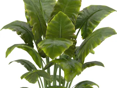 Indoor Plants in Ferm Living Bau Pot Large - Set02 3D model