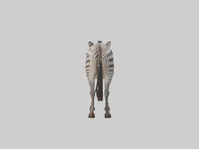 Grevys Zebra Low-poly 3D model