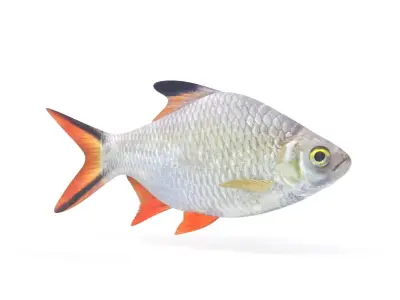 Tinfoil Barb Fish 3D model