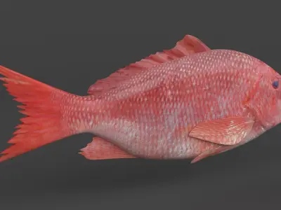 Red Snapper Fish 3D model