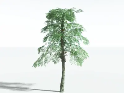 EVERYPlant Alethopteris Seed Fern 3 --12 Models-- 3D model