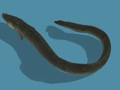 An Eel Low-poly 3D model