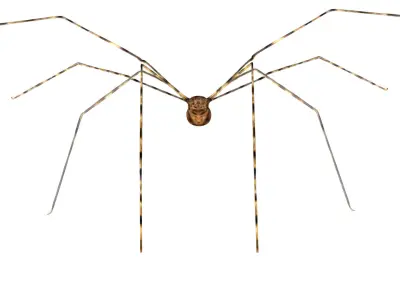 Daddy Longlegs Spider Low-poly 3D model