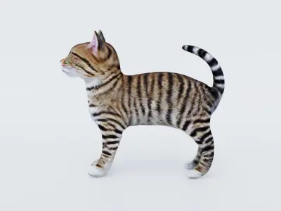 Cat Animal Free 3D model