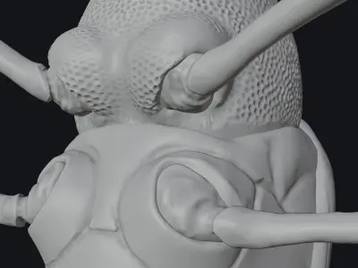 Chestnut Weevil or Curculio Elephas Low-poly 3D model