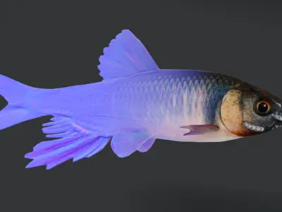 Dark Chub Fish - Zacco Platypus Animated 3D model