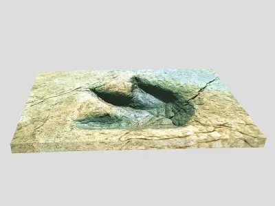 Footprint - fossil - dinosaur - 3D Printing 3D model
