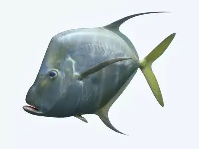 Selene Fish 3D model