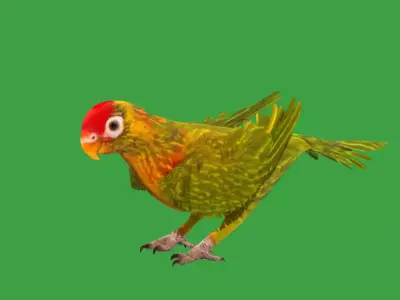 Varied Lorikeet Bird Low-poly 3D model
