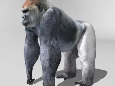 Gorilla 3D model 8