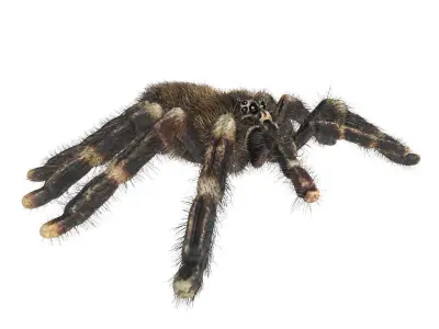 Psalmopoeus Cambridgei 3D model