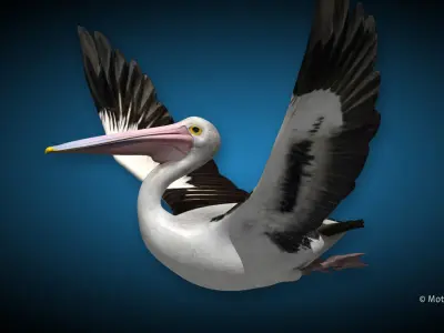 Pelican  Flying 3D model