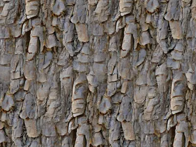 Bark 3 acorn Texture