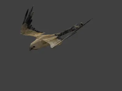 kite animated Low-poly 3D model