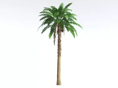 EVERYPlant African Oil Palm 1 --16 Models-- 3D model