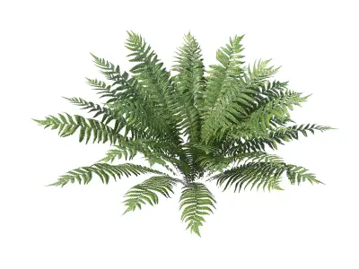 Ferns Dryopteris 01-08 with LODs 3D model