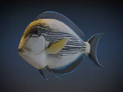  Sohal Surgeonfish 3D model