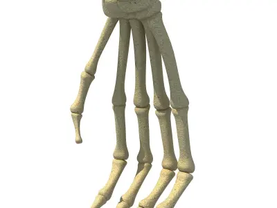 Bones of Animal Hand 3D model