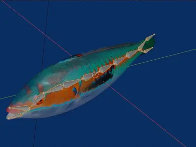 Girelle fish Low-poly 3D model