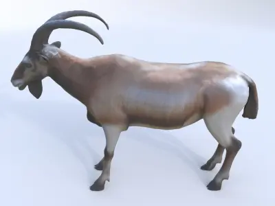 Markhor 3D model