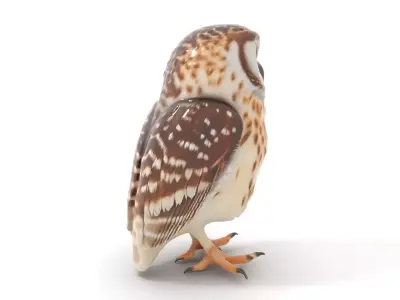 Spotted Owl Figurine model pack Low-poly 3D model