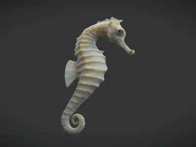 Seahorse - Hippocampus reidi Low-poly 3D model