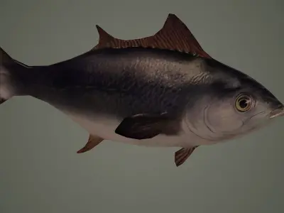 fish underwater ocean sea water animal sardine shoal nature 3D model