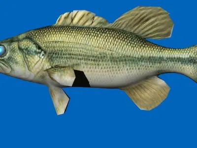 bass 3d fish 3D model