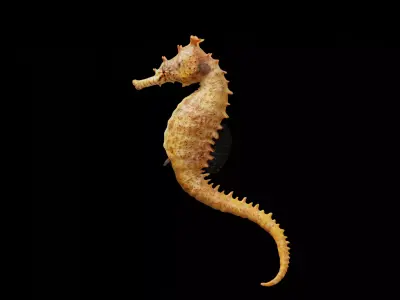 Seahorse fish Low-poly 3D model