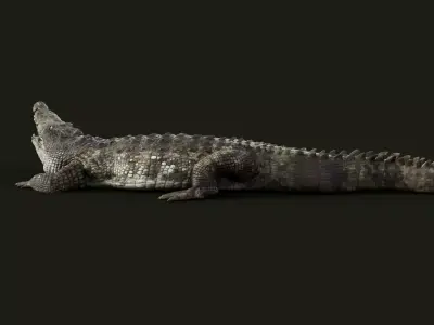 Crocodile Rigged 3D model