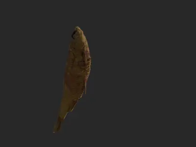 Scanned photorealistic dried fish Low-poly 3D model