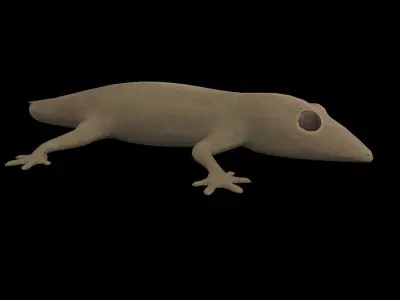 Lizard Gecko Animal 3D model Low-poly 3D model