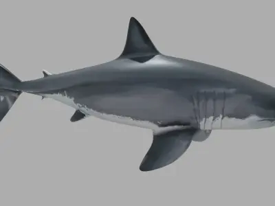 SHARK great Low-poly 3D model