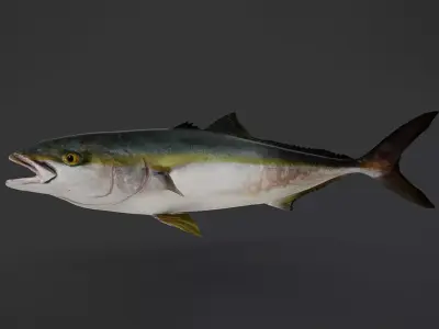 Yellowtail Amberjack Animated 3D model