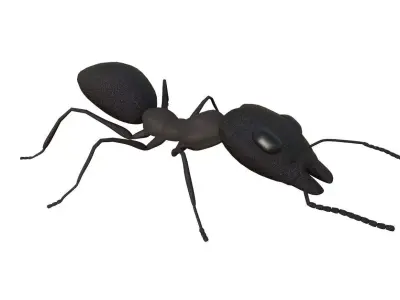 Ant 3d Model 3D model