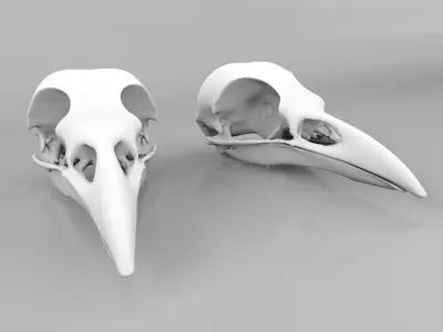Raven skull  3D model
