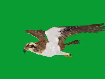 Osprey Sea Hawk Bird Low-poly 3D model