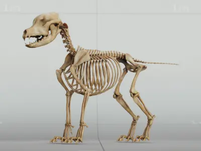 Dog Puppy Skeleton 3D model