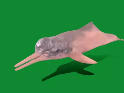 Amazon River Dolphin Free low-poly 3D model